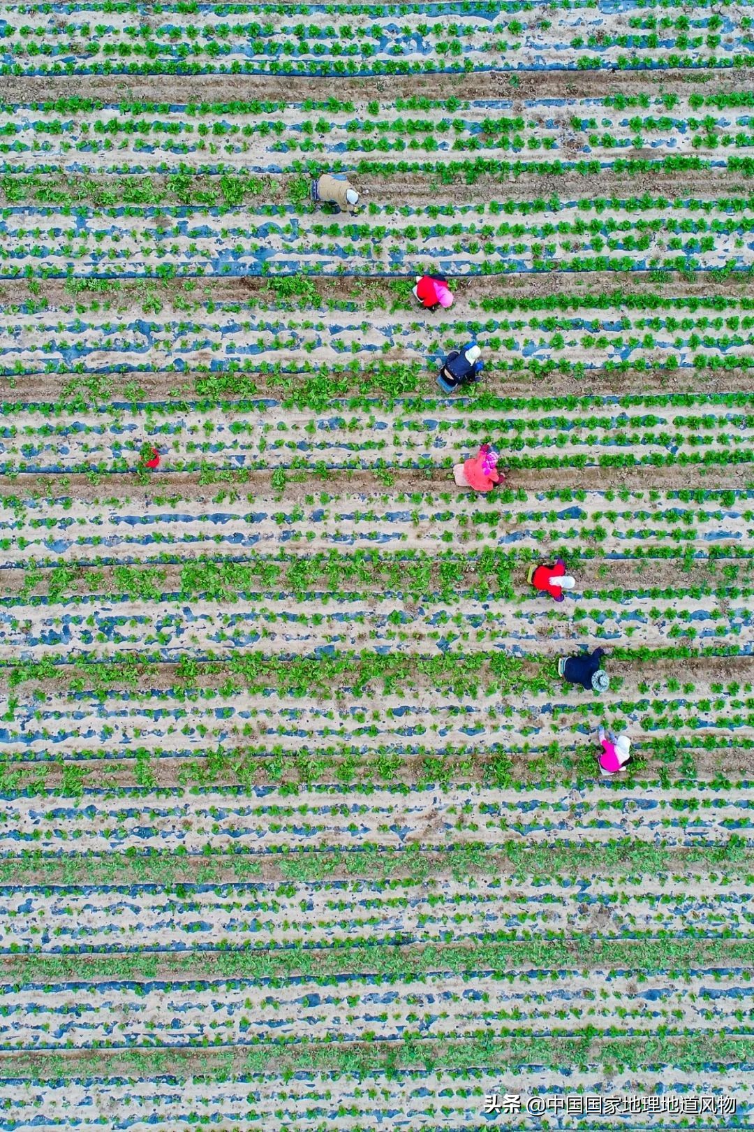 �й���͵����߲˴�ʡ��Ϊʲô�Ǹ��ࣿ