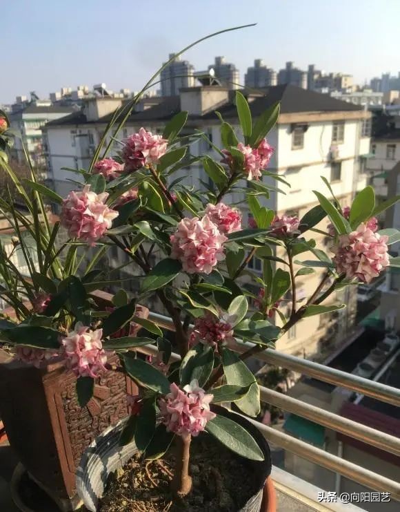 中国最香的花排名（10种花香气浓郁久聚不散）