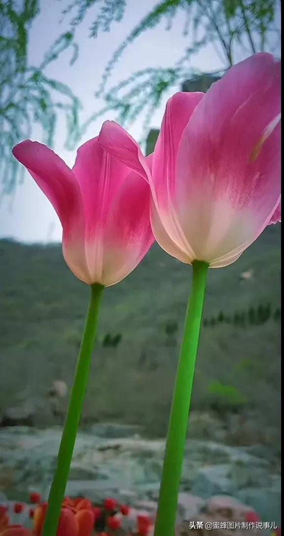 百花盛开，鸟语花香，蝶舞纷飞，美景令人心悦神怡