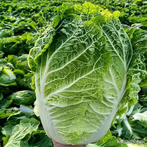 告诉你几个促进作物质优产量高的‘‘施用剂’’及配方