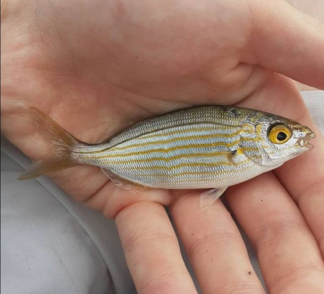 30张活久未见的照片，鳄鱼咬电鳗浑身抽搐被电死，根本松不开口