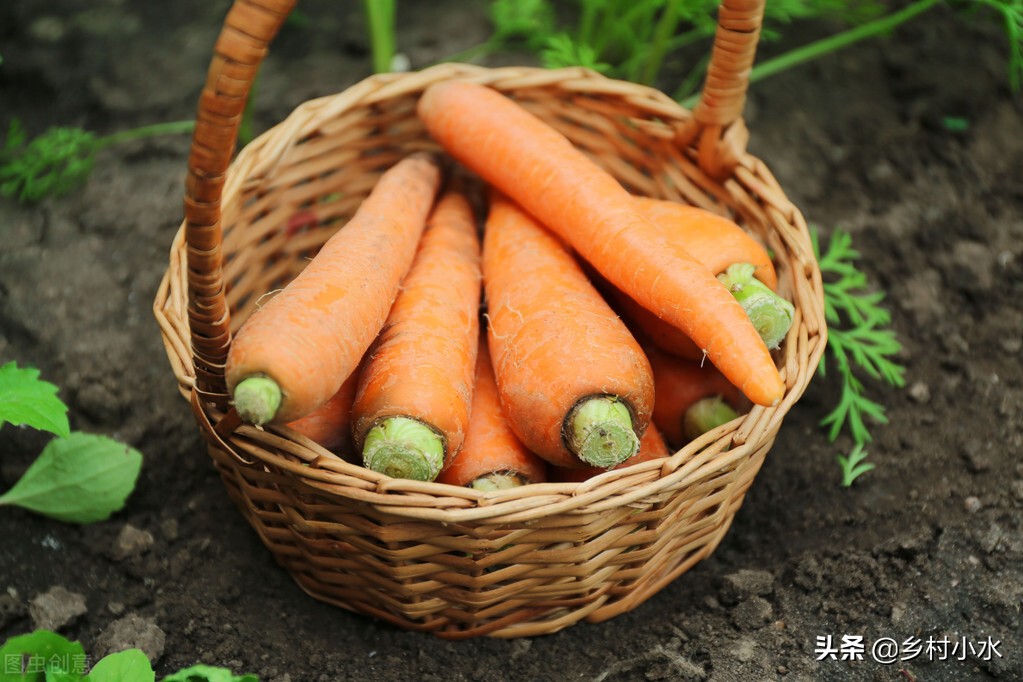 蔬菜种植有窍门，老祖宗总结出10句种菜“顺口溜”，句句饱含智慧