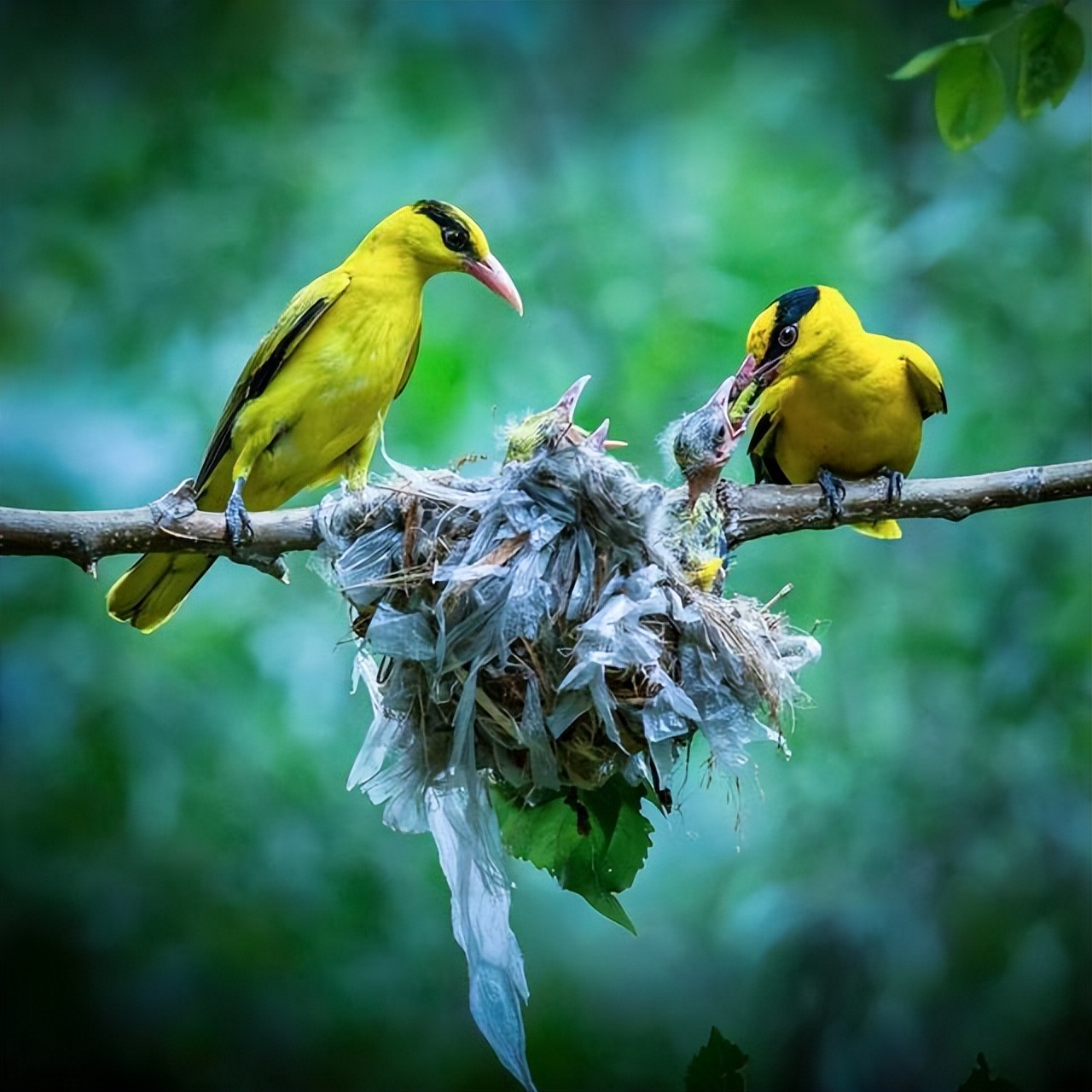 如今,野生黄鹂鸟的具体数量没有详细的统计,但根据台湾地区的统计