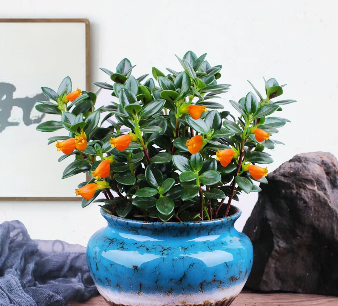 5种"金字花",富贵招财有"好兆头",当成年宵花,吉利又旺家