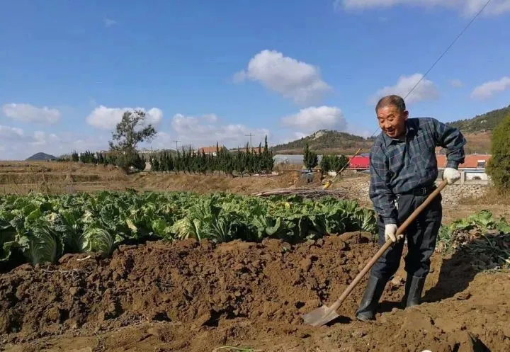 冬来闲话大白菜，满满乡愁悠悠情