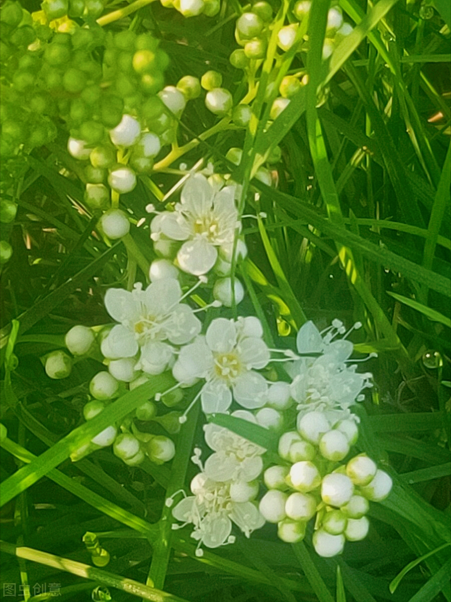 一花一深爱，心中一束花，人生一份爱，相恋一真情，思念永不老