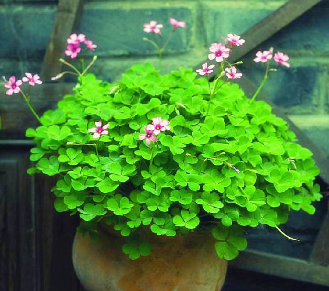 世界上最吉利好运的花(吉祥好运的花) - 升本吧