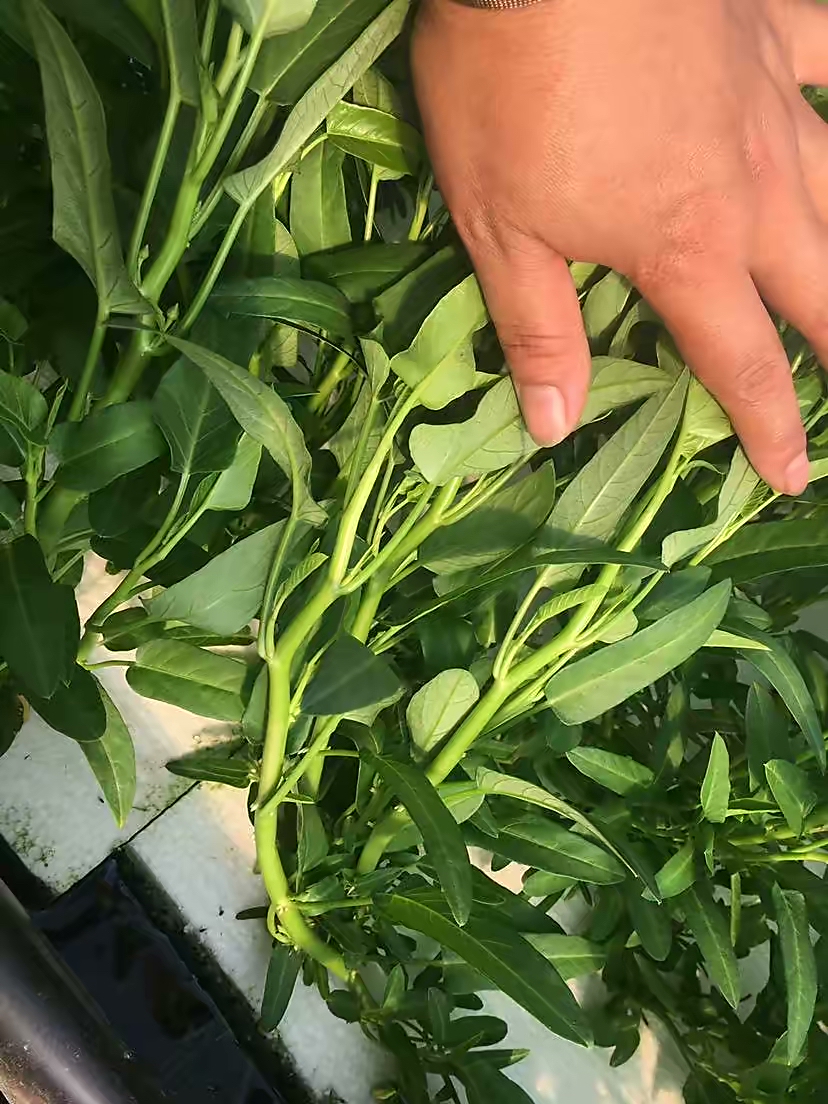 空心菜种植空心菜种植多久可以吃