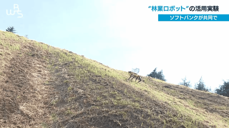 日本四足机器人搬运工上线测试