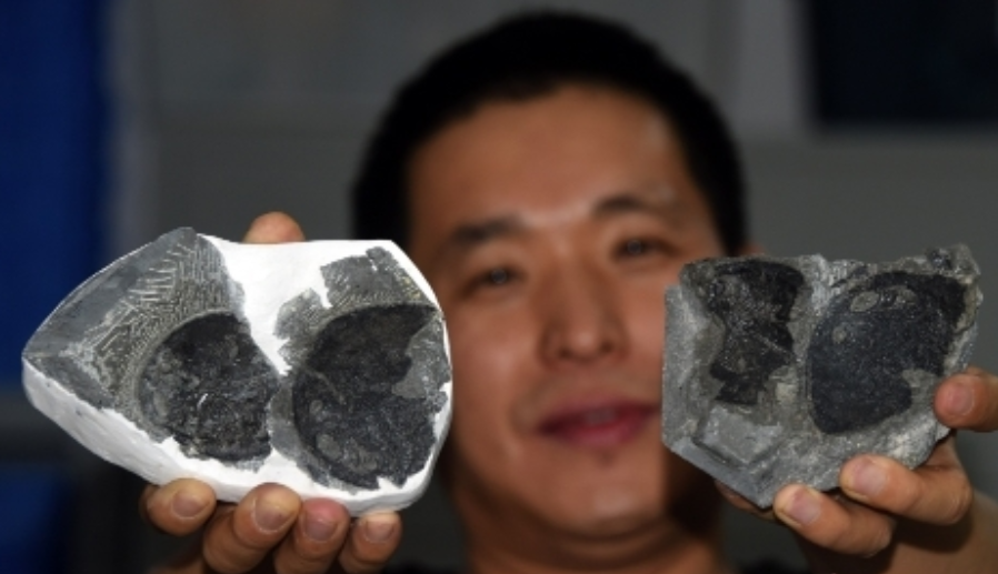 中国浙江、云南的化石立功！科学家首证：人类中耳由鱼鳃演变而来