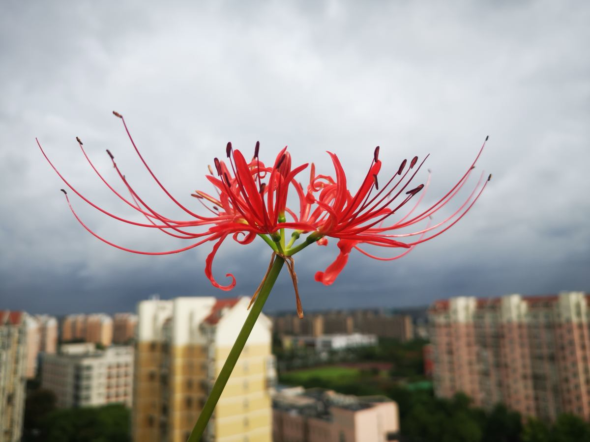 十大寓意不幸的花（民间传说不吉利的5种花）