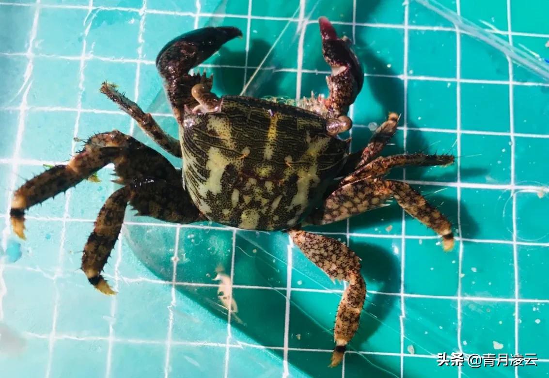 四齿大额蟹