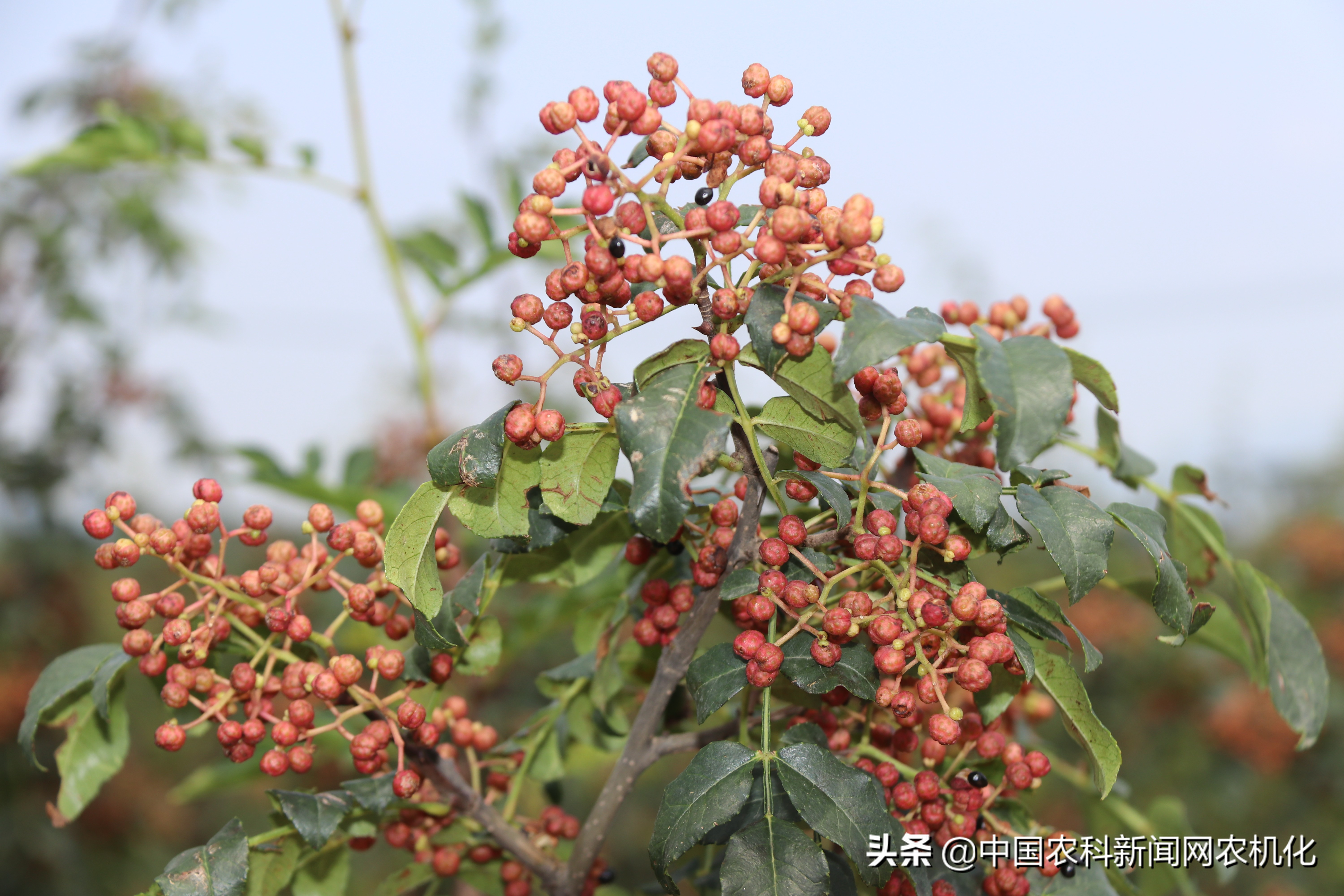 花椒树管理连续剧五｜修剪管理的两个方法：促进与抑制