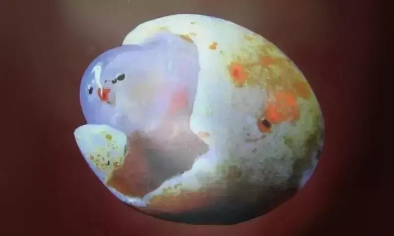 这是世界上最值钱的天然石头，小小一块就价值上亿