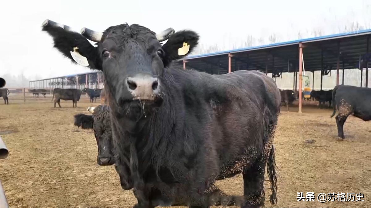 大叔放弃高薪回家养黑牛，年产值高达八千万，一公斤牛肉卖2200元