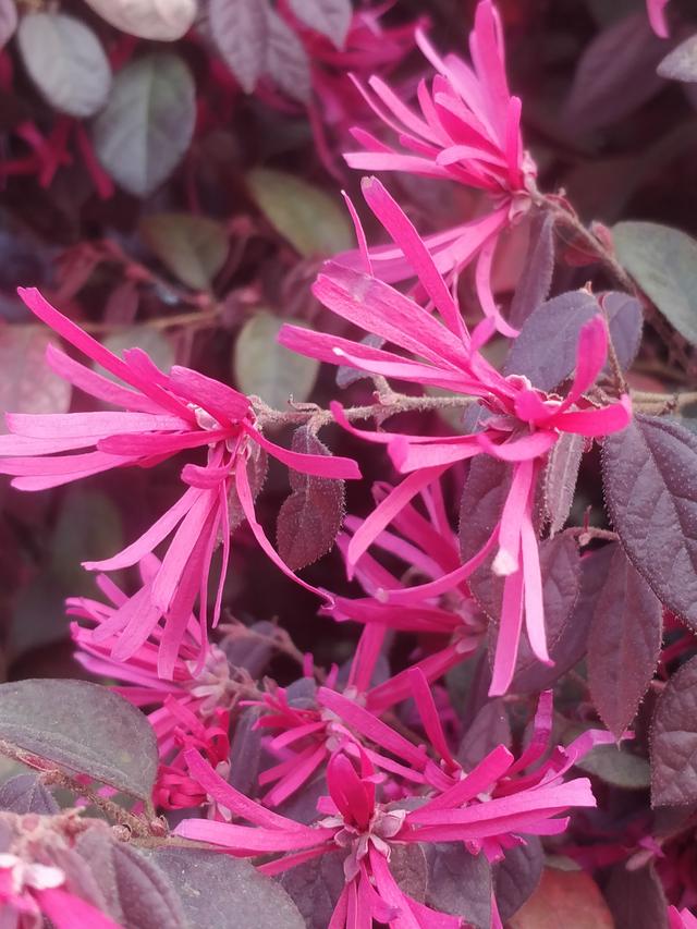 「美文欣赏」风吹红檵层林艳,雨润丝花翠枝甜