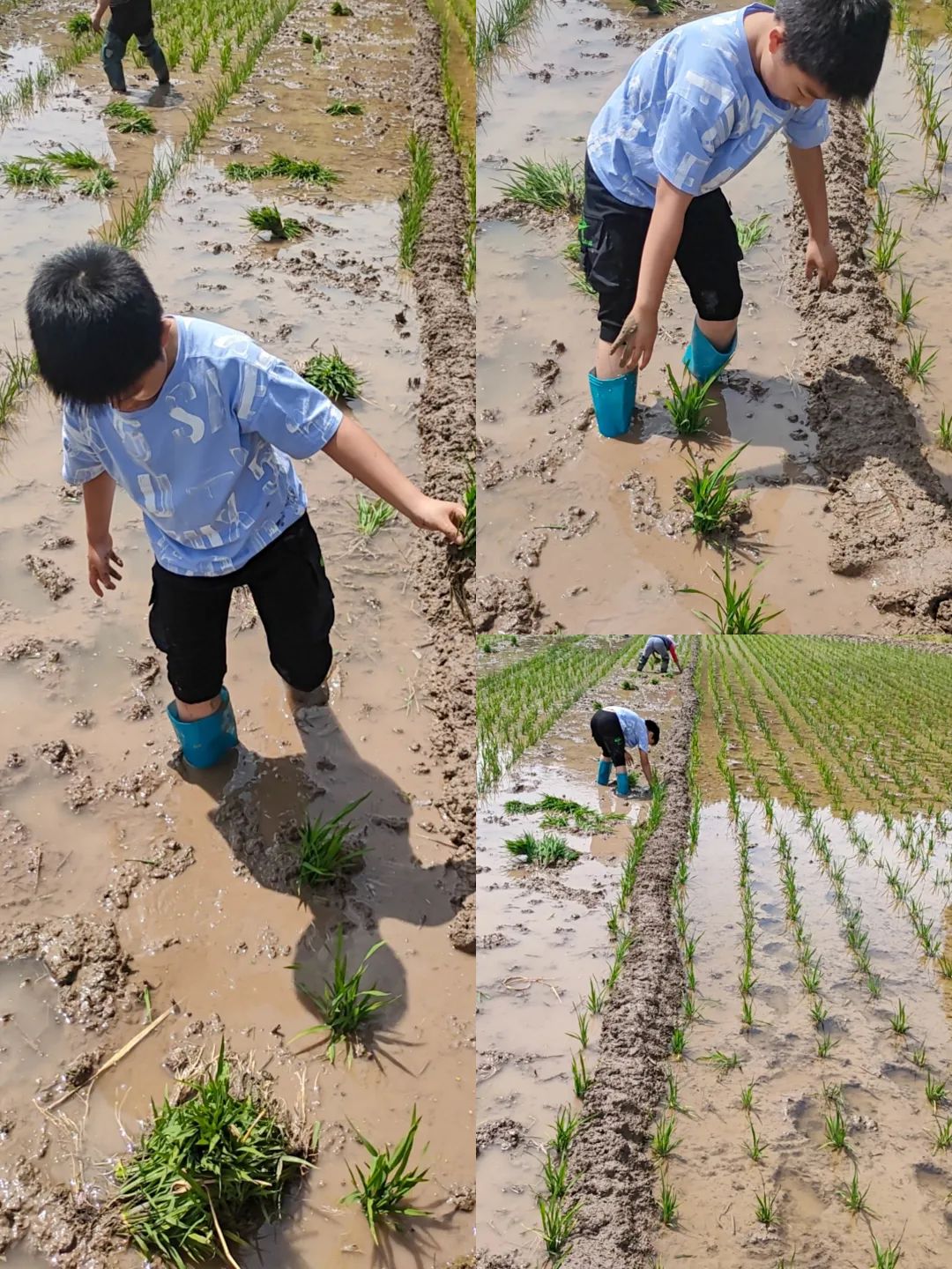 成都市双流区双华小学开展“当家竹娃爱劳动”主题教育活动