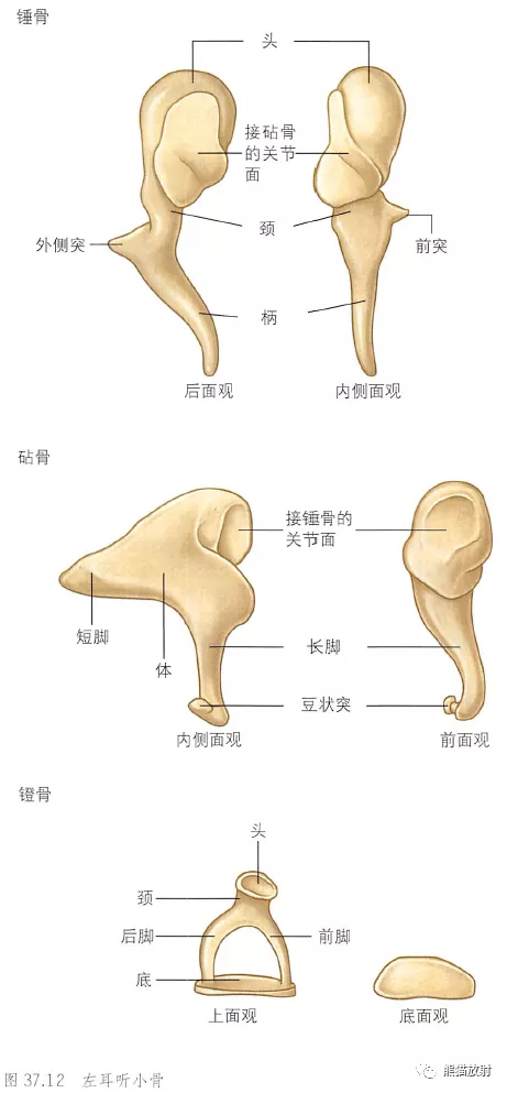 耳朵构造图解大全清晰（耳朵构造详细图）-第13张图片-科灵网