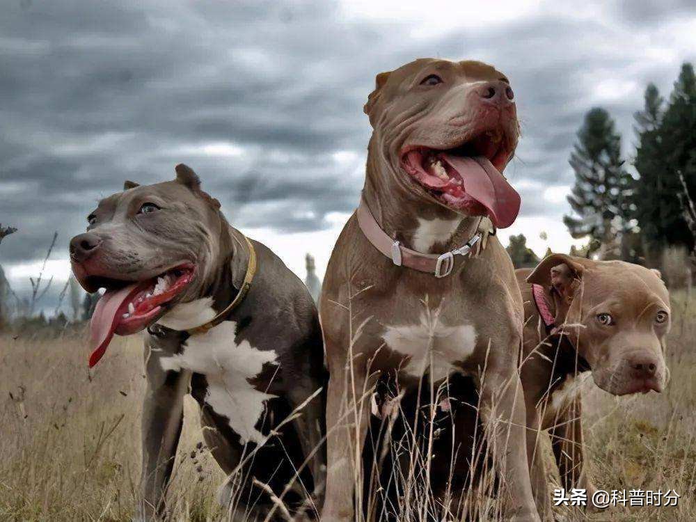 世界上兇猛的十種狗,日本土佐犬上榜,藏獒排名第二