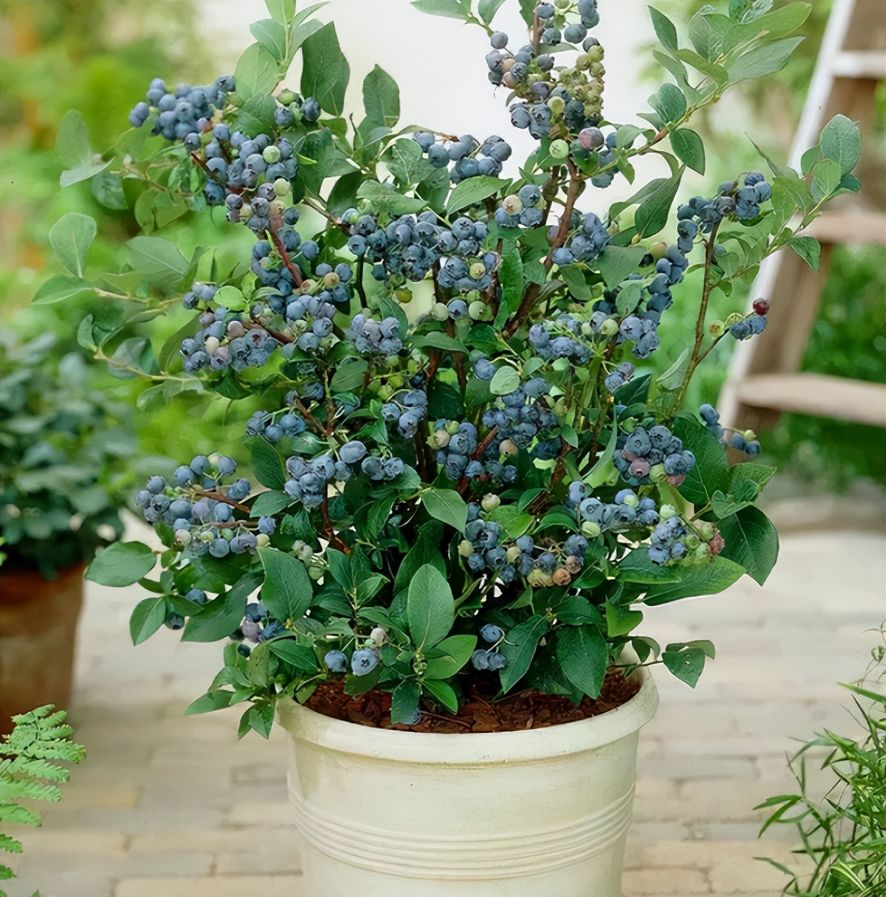 阳台种蓝莓,一棵"结十斤",吃一个冒一串,孩子吃了视力好