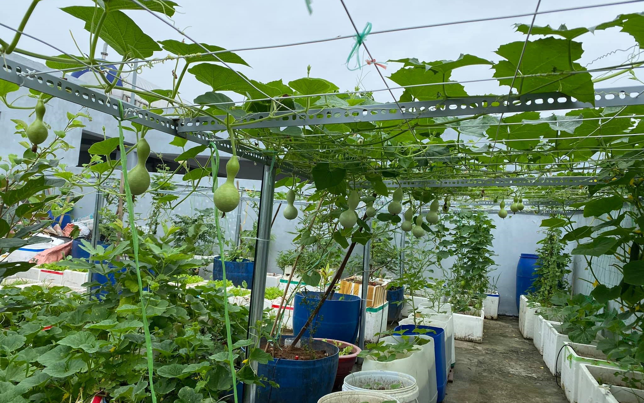 女厂长利用100平方米露台，投资3000块钱，种植了各种干净蔬菜