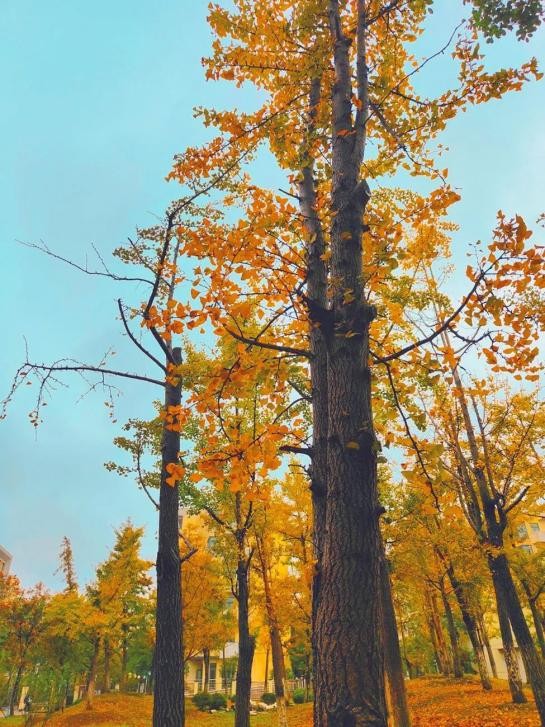 风“华”正茂，“理”想正好！这场双向奔赴，华东理工大学等你！