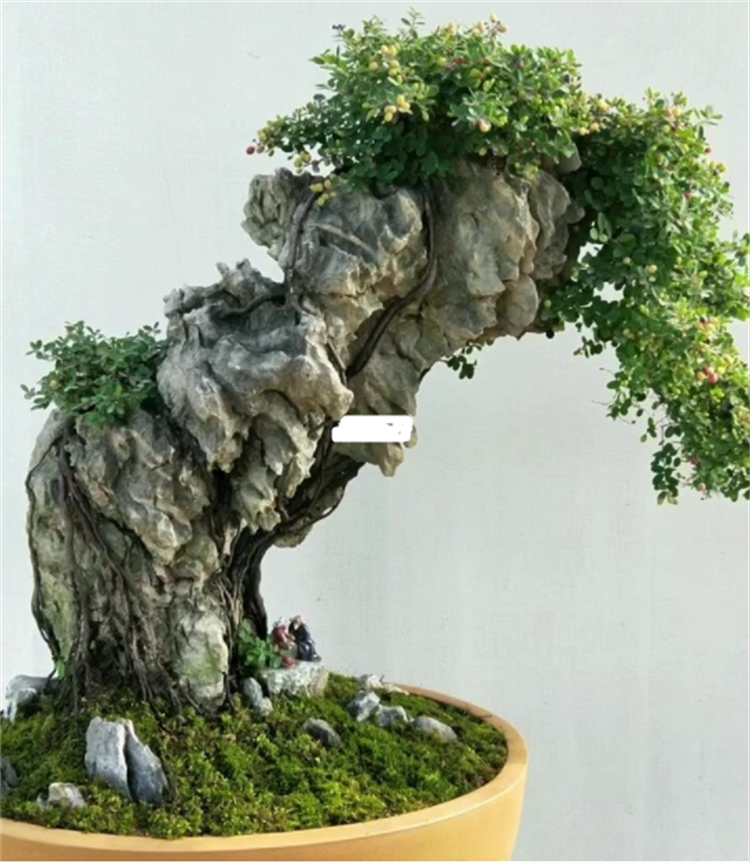 铁包金盆景怎么养?盆景爱好者:一切适量搭配,后面就靠时间雕琢