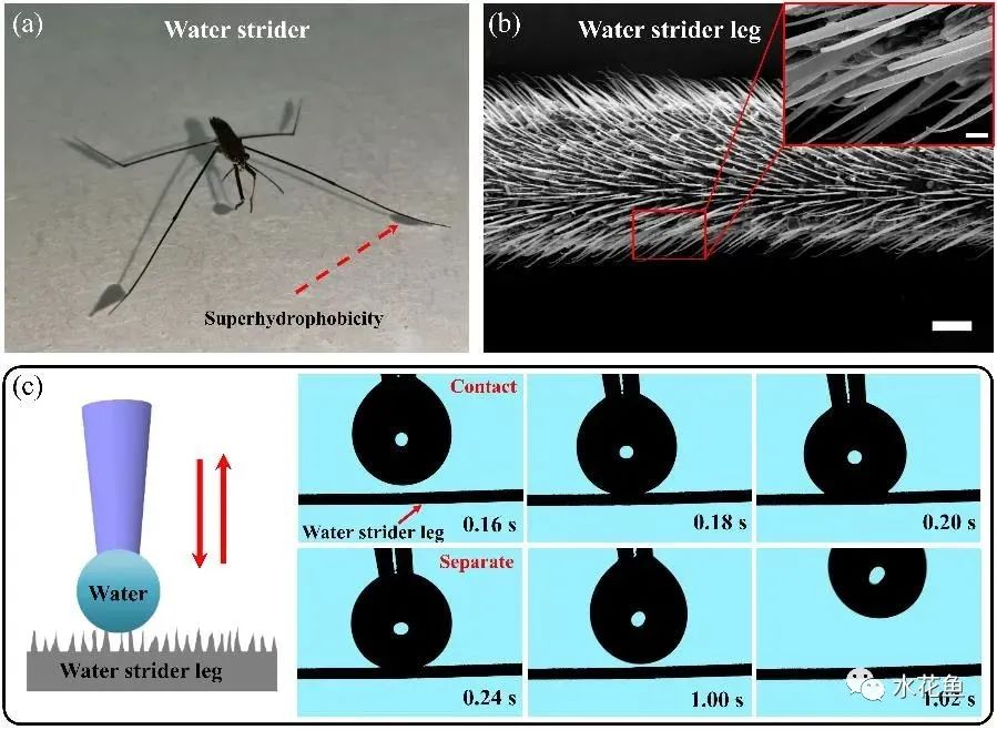 水黾：在水面上轻功展现，不但“水上漂”还会“凌波微步”的昆虫