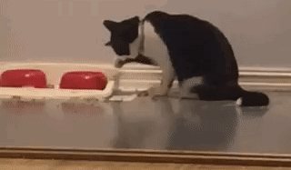 猫咪半夜蹦迪，如何友好地将TA请出卧室