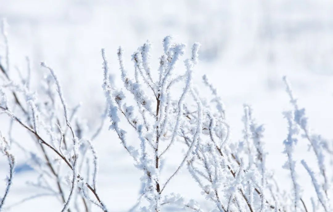 形容雪很美的詩句有哪些（形容雪很美的詩句有哪些）