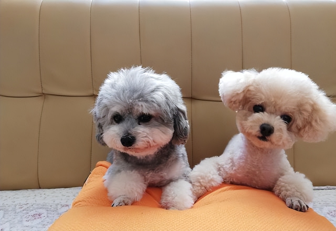 "比熊"vs"泰迪"全方位对比,你更喜欢谁?