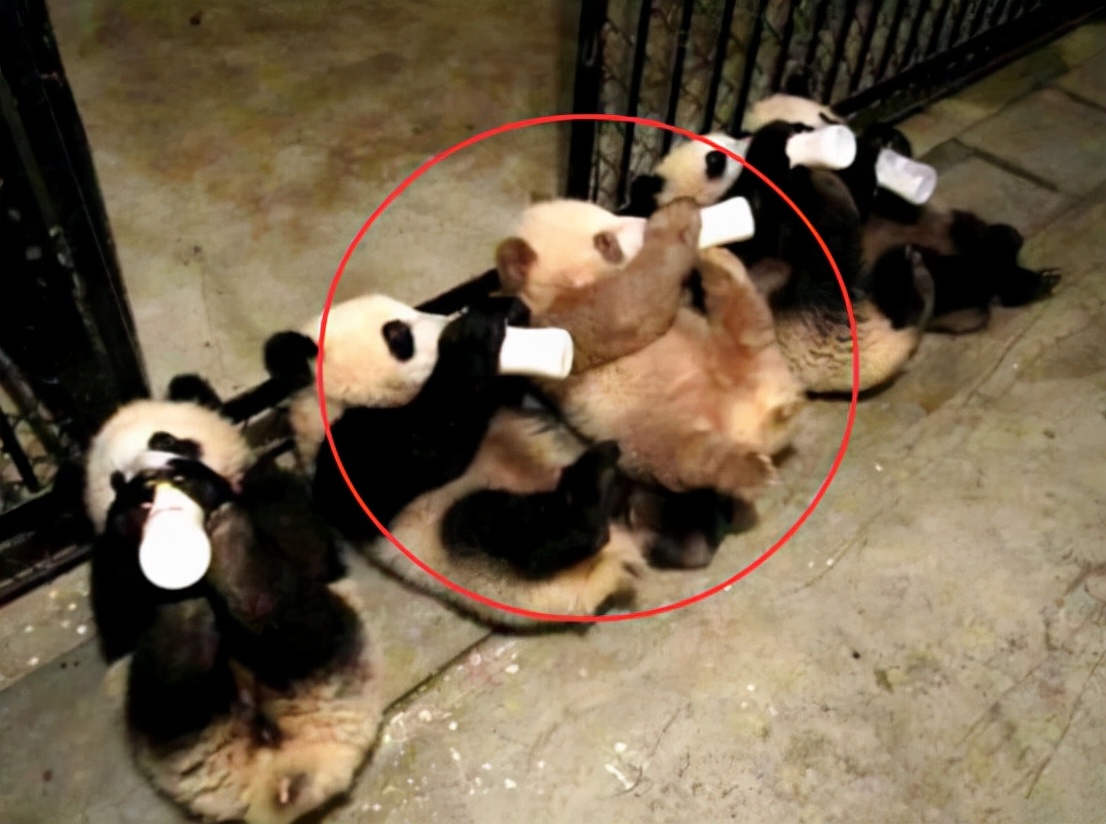 出生就被遗弃的棕色大熊猫"七仔",13岁的它,为何还没有后代?