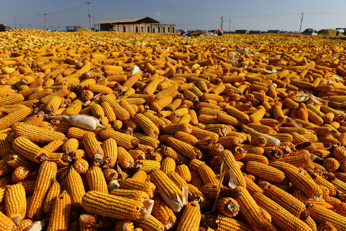 4月15日国内各地玉米价格发布