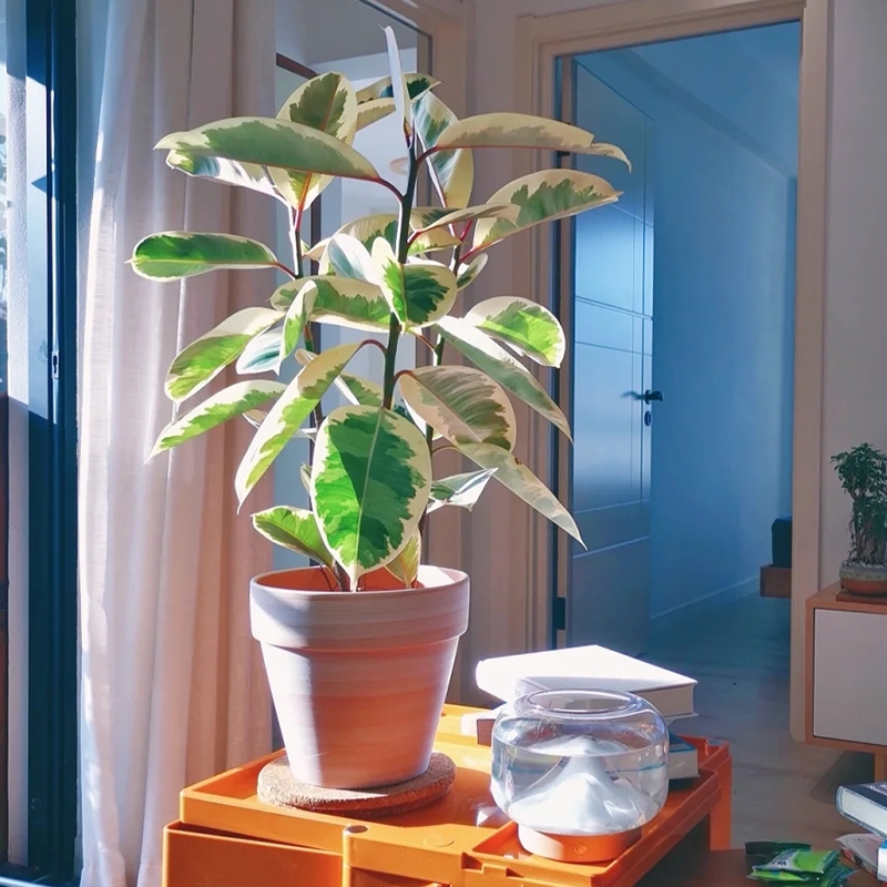 客厅养花讲究大，7种大型花，格调高，寓意好，养人又旺家