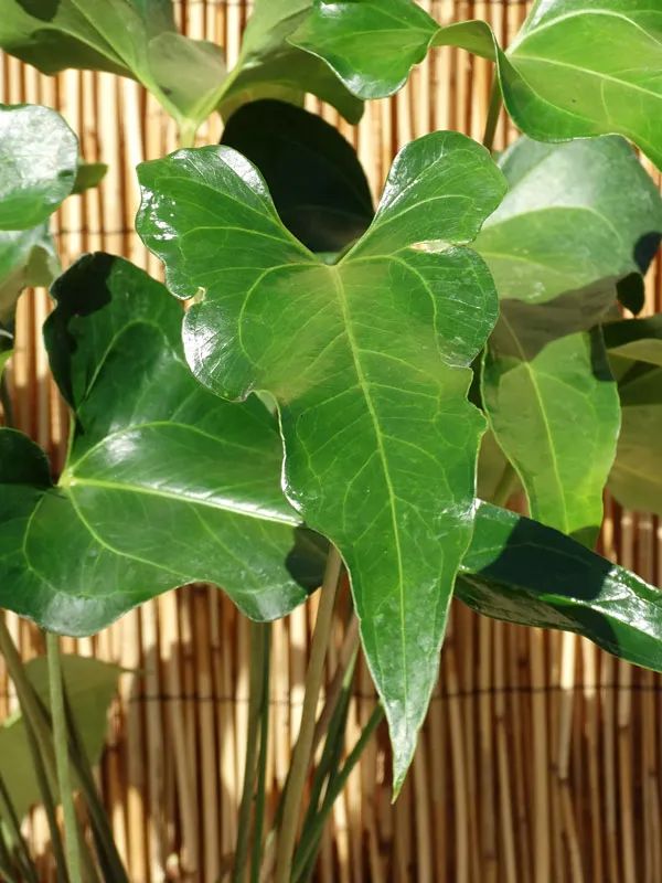 火鹤花图片什么颜色（8种适合养室内的盆栽花烛）