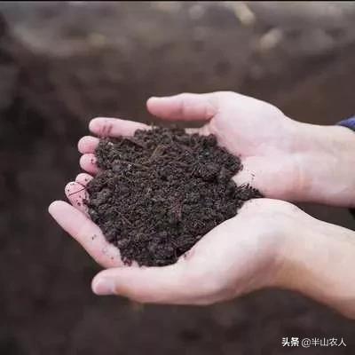 羊粪如何发酵做有机肥（推荐一种快速制作的方法）