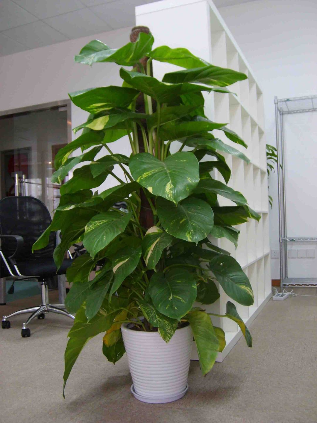 绿萝招鬼是哪几种鬼(绿萝长得太长对女主人不好)