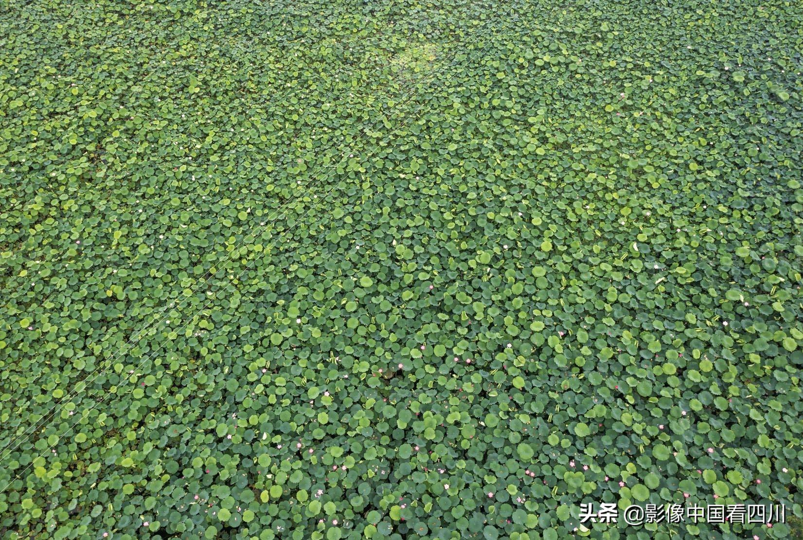 仁寿方家：映日荷花别样红