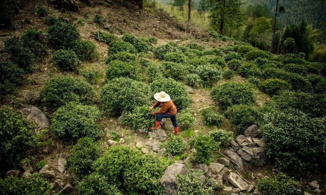 武夷山桐木关茶叶价格(武夷山下的桐木村)