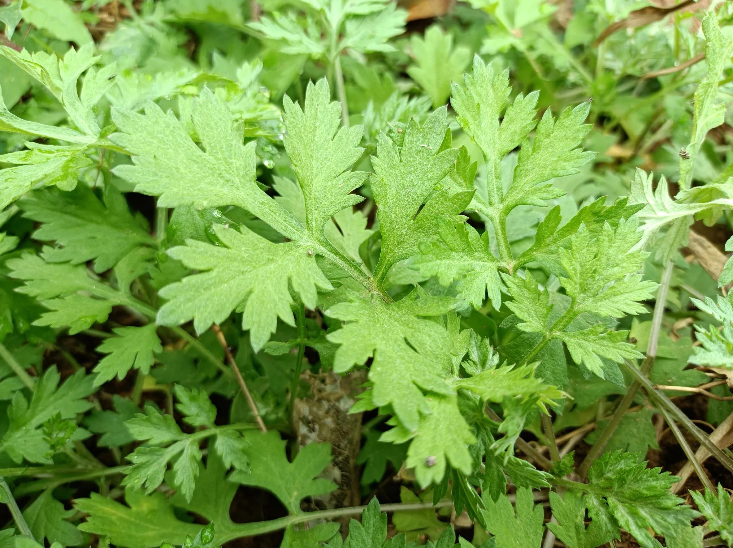 革命菜的功效与作用-我的快乐小窝