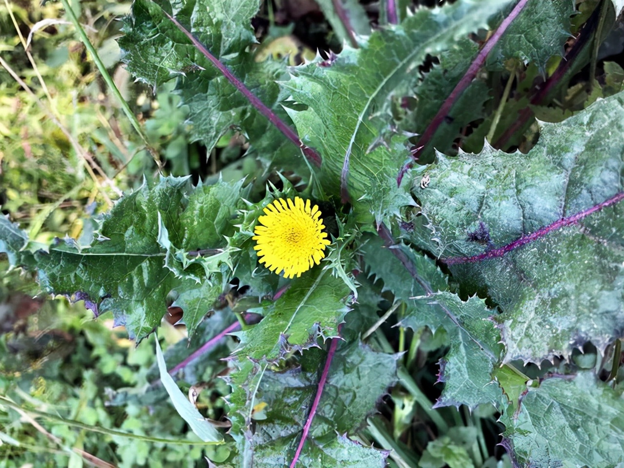 和蒲公英长的很像的叫什么和蒲公英长的很像的叫什么你知道吗