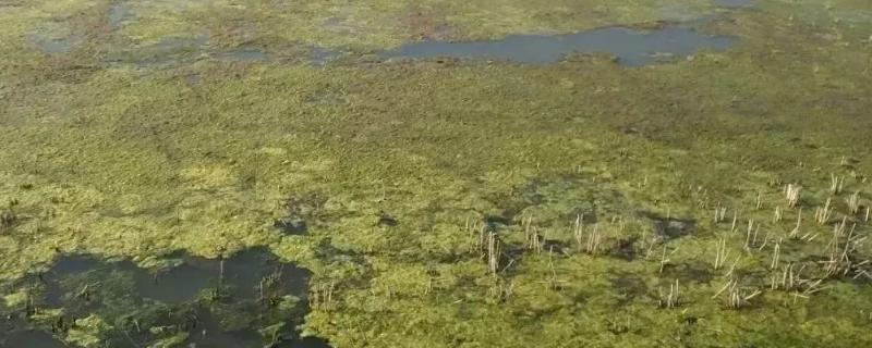 虾塘冬天长青苔怎么办？对虾塘青苔最佳处理方法