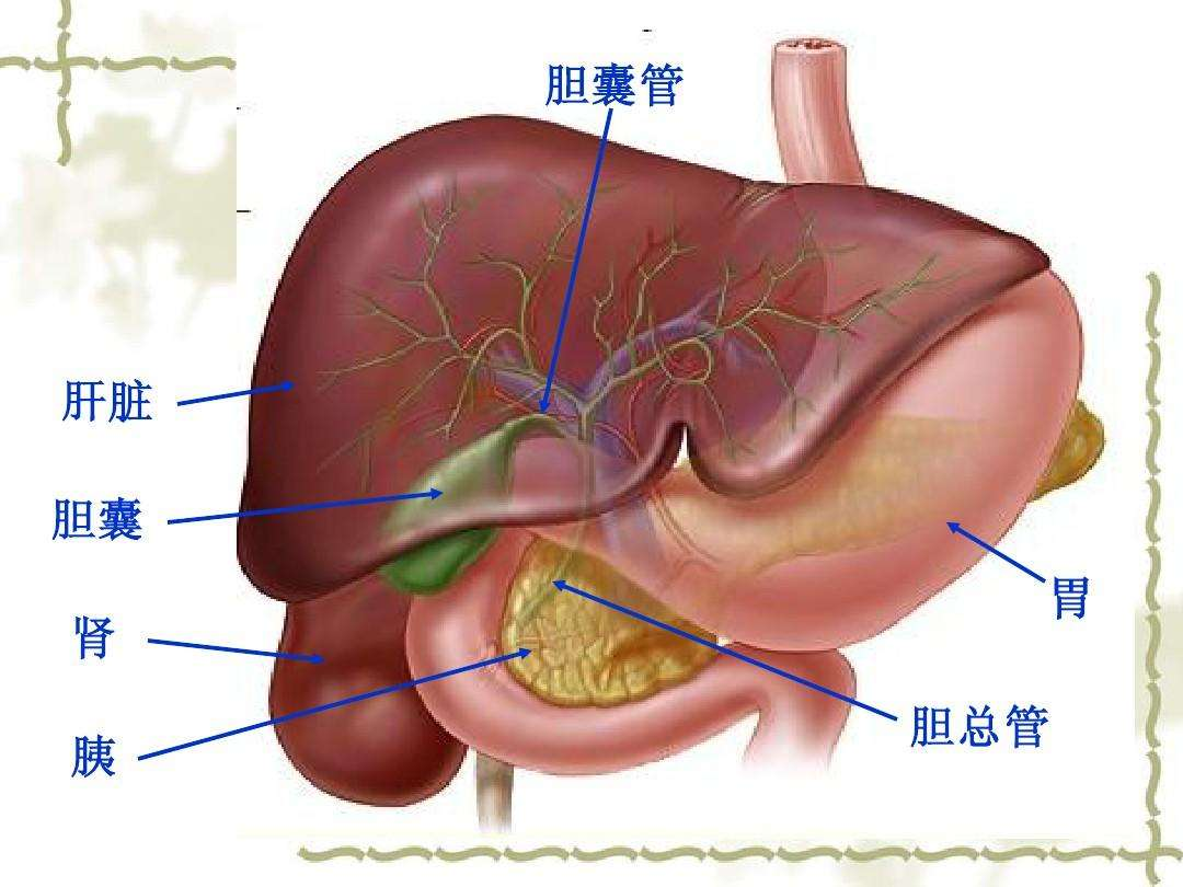 胃疼是哪个部位疼图片(胃疼和胆囊疼如何区分 赤虎壹号