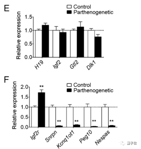 不用精子就能繁育后代，科学家只用1个卵细胞就培育出健康小鼠