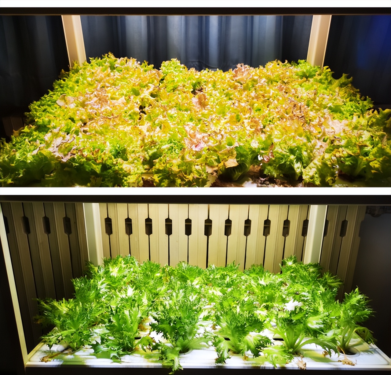 北理工学子用AI种出“零碳”零农残的绿色“科技蔬菜”