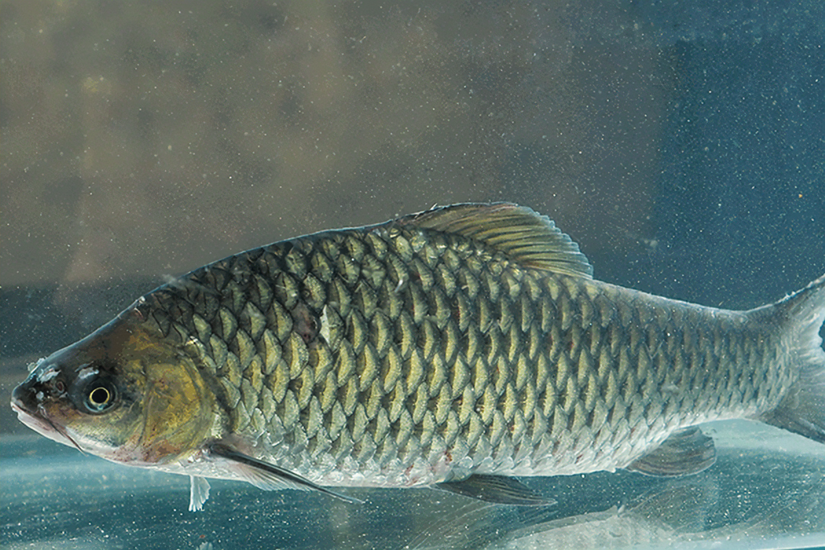 因此,我们应该多保护本地生态环境和清波鱼,对湖南小