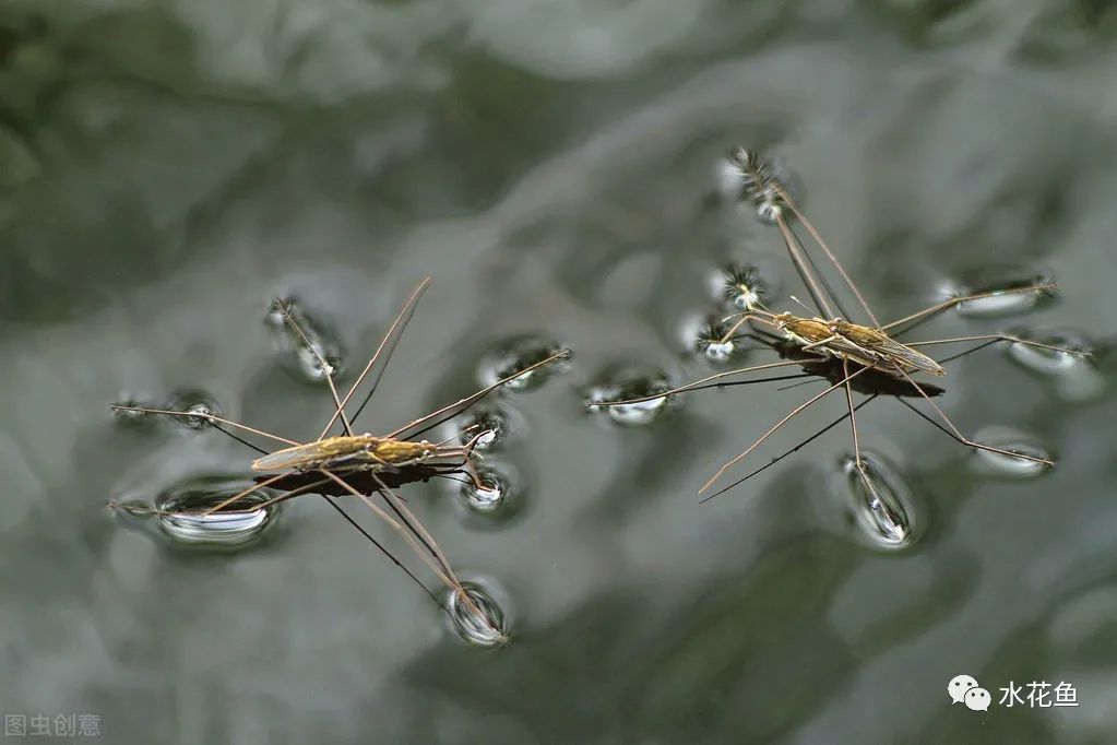 水黽：在水面上輕功展現(xiàn)，不但“水上漂”還會“凌波微步”的昆蟲