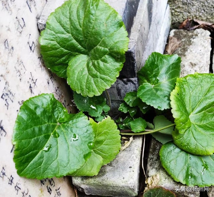 老虎刺,老虎脷,虎耳草…这些拥有虎名的植物您见过吗