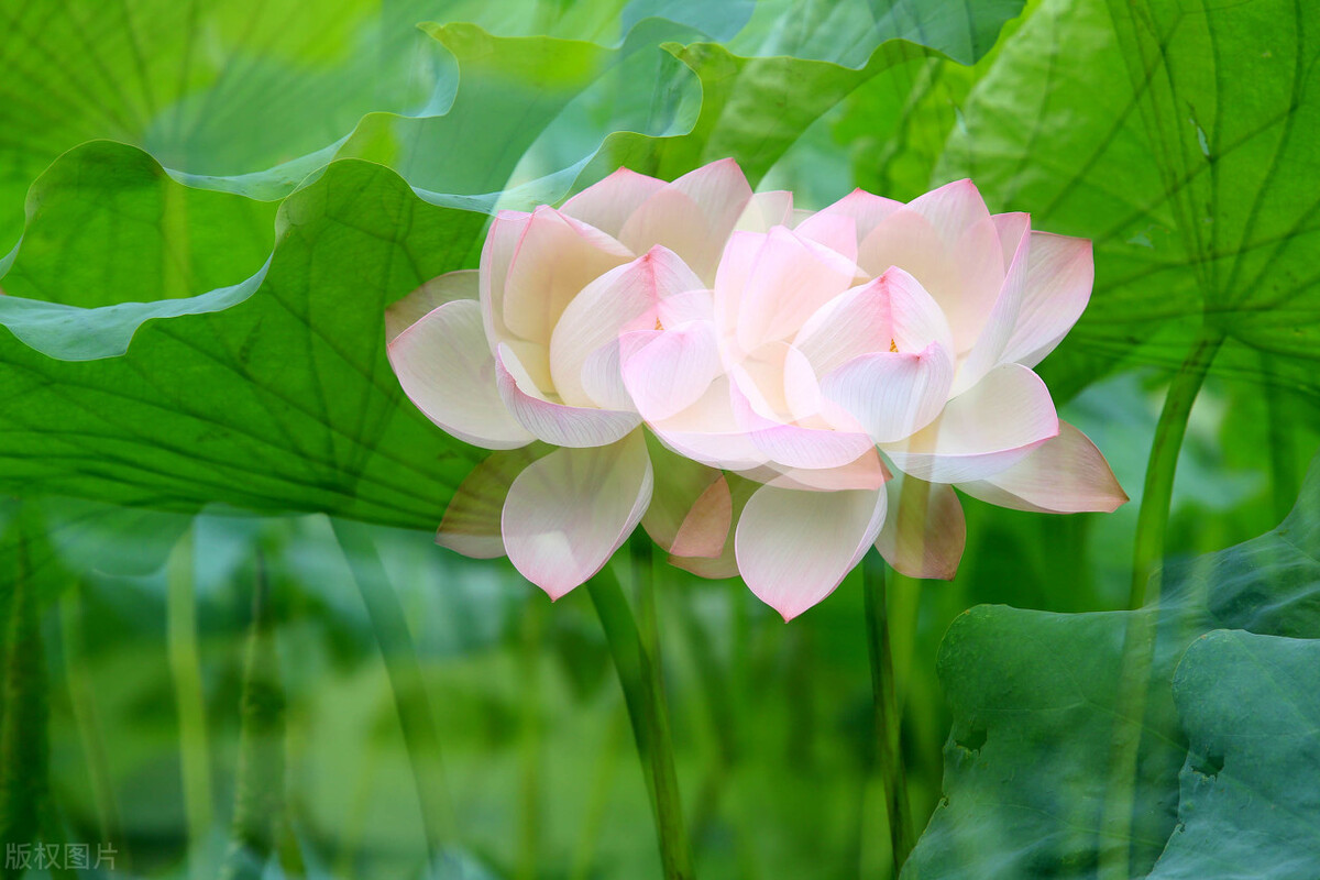 深深挚爱我的妻子，此生最美的遇见与最真挚的情感告白