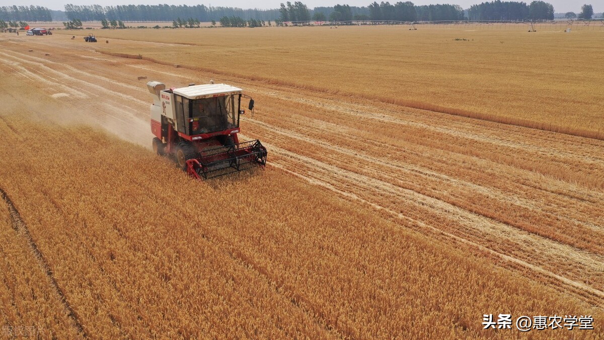 今日喀什地区小麦价格「喀什地区小麦的种植模式」